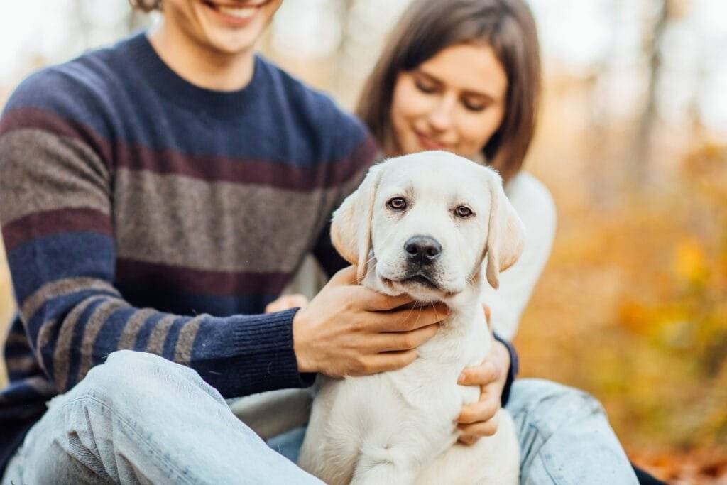 assurance-chien-mutuelle